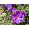 Home-Growth Lilac Hibiscus, Alyogyne Huegelii - 20 seeds 2024 -