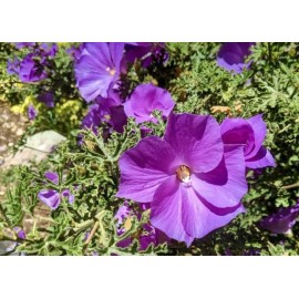 Home-Growth Lilac Hibiscus, Alyogyne Huegelii - 20 seeds 2024 - USA