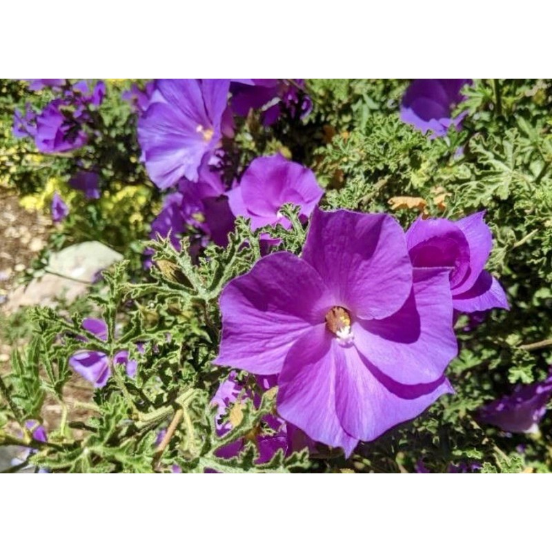 Home-Growth Lilac Hibiscus, Alyogyne Huegelii - 20 seeds 2024 -