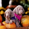 CafePress Weimaraner Puppies and Pump Square Sticker 3 X 3