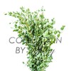 Fresh Eucalyptus Parvifolia Gunni Great Scent Trendy Stress Release
