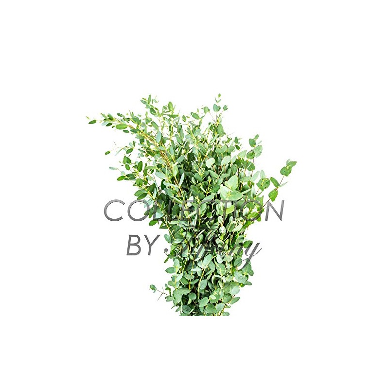 Fresh Eucalyptus Parvifolia Gunni Great Scent Trendy Stress Release