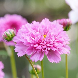 Eden Brothers Cosmos Seeds - Double Click Rose Bon Bon