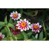 Zinnia Zahara Starlight Rose Nice Garden Flower by Seed Kingdom