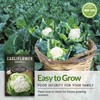 Snowball Cauliflower Seed for Planting - 2 Packets with Instructions