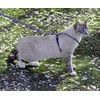 PetSafe Come with Me - Arnés de Gatito y Correa