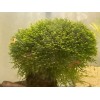 Mini Pellia aka Coral Moss 2" x 2" Riccardia chamedryfolia