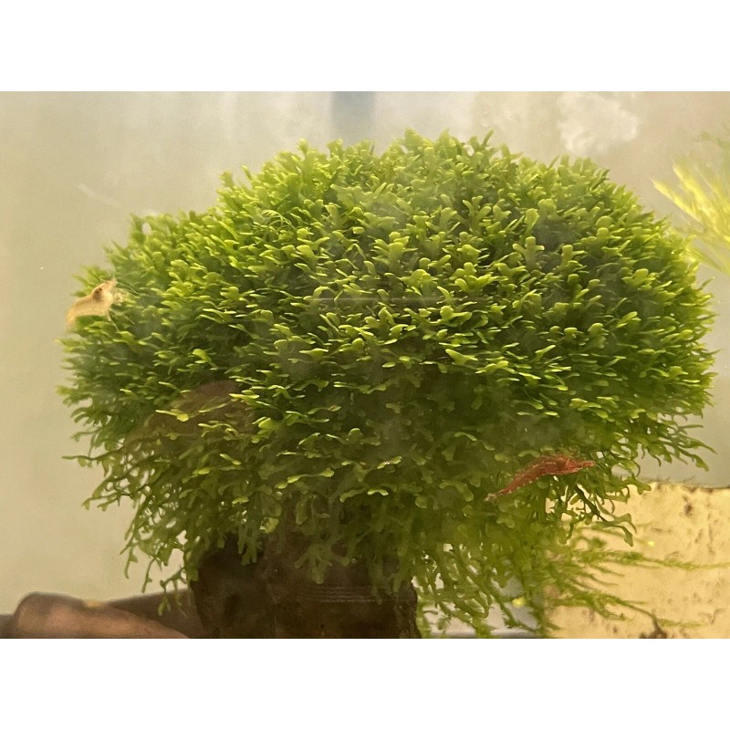Mini Pellia aka Coral Moss 2" x 2" Riccardia chamedryfolia