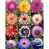 100PCS Mixed Color Dahlia Seeds Gardening Plant Seeds Heirloom
