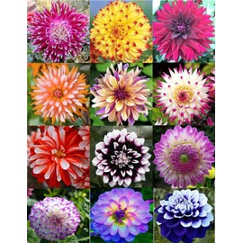 100PCS Mixed Color Dahlia Seeds Gardening Plant Seeds Heirloom
