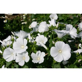 Dwarf White Rose Mallow Flower Seeds for Planting, 100+ Seeds Per Packet, (Isla's Garden Seeds), Non GMO & Heirloom Seeds, Botanical Name: Lavatera Trimestris, Great Home Garden Gift