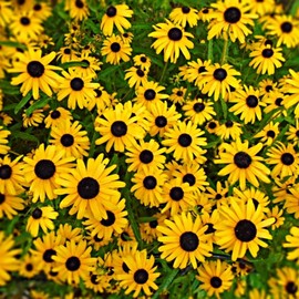 Black Eyed Susan Flower Seeds - 300+ Perennial Non-GMO Black Eyed Susan Flower Seeds - Attracts Pollinators