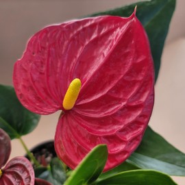 Anthurium Red Aristo - Exotic Tropical Houseplant with Glossy Red Flowers and Lush Foliage - Easy-Care Indoor Plant - CA Seller - Air Purifying Plant (Small Plant, 4" Pot)