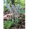 Ghost Pipe Tincture 4oz Harvested In Pennsylvania FREE Shipping