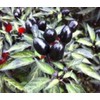 Rare Black Olive Pepper! GREAT DARK COLOR!