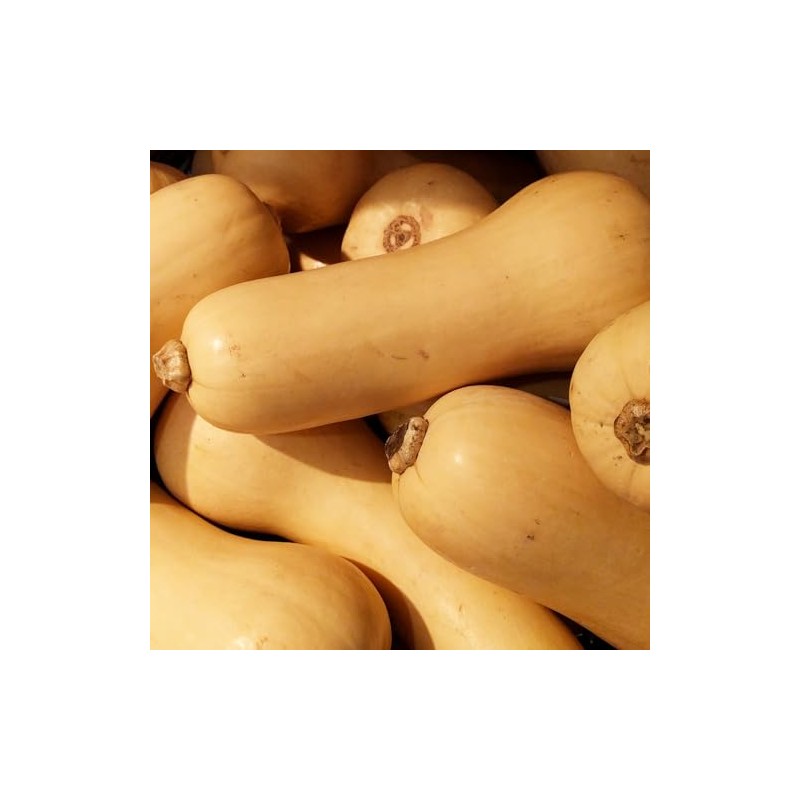 Premier Seeds Direct Squash - Butternut - Hunter F1-20 Seeds