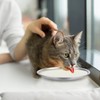 Pack of 2 Flat Stainless Steel Cat Bowls, 14 cm