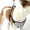 AKC Premium Padded Step-in Dog Harness – Soft Comfort Fit