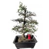 Unbranded Chinese elm pre-bonsai - 9" to 11"