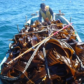 True Kelp (Additive-Free Fine Powder) 3.5 oz (100 g)