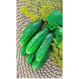 RAISE ME UP: Seeds Self-Pollinated Cucumber Firm Secret F1 for Pickling Non GMO