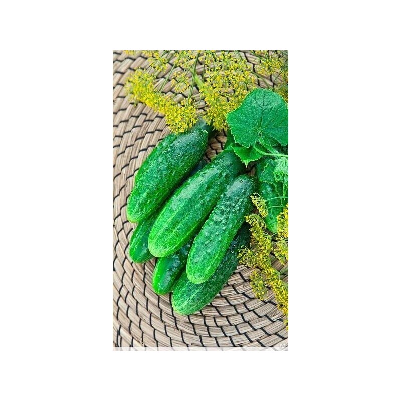 RAISE ME UP: Seeds Self-Pollinated Cucumber Firm Secret F1 for
