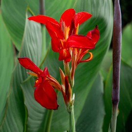 Outsidepride Red Canna Seeds - 10 Seeds