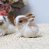 JIzian Mini Simulation Rabbits, Realistic Cute Plush Rabbits Lifelike Plush