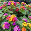 50+Mix Lantana Seeds for Planting -Perennial Seeds Garden Plants Outdoors