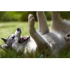 Dog-Stop Forte Tabletten 60 Stück