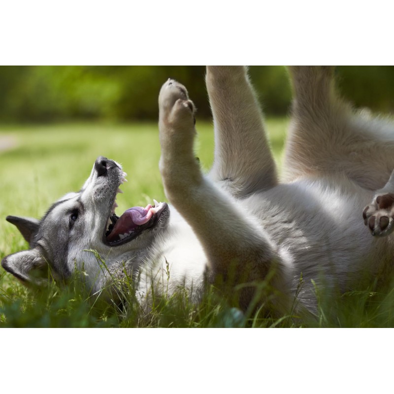 Dog-Stop Forte Tabletten 60 Stück