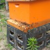 Beehive Screened Bottom Board Dipped in 100% Beeswax,Langstroth 10 Frame
