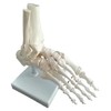 OWLIAN Ankle Skeleton Model, Ankle Freely Movable, Supervised by X-ray