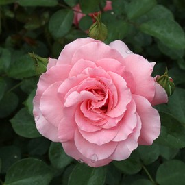 Own-Root One Gallon Sexy Rexy Floribunda Rose by Heirloom Roses