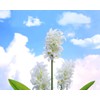 Outdoor Waterproof Solar Flower Battery Light Hyacinth for Garden, Balcony,