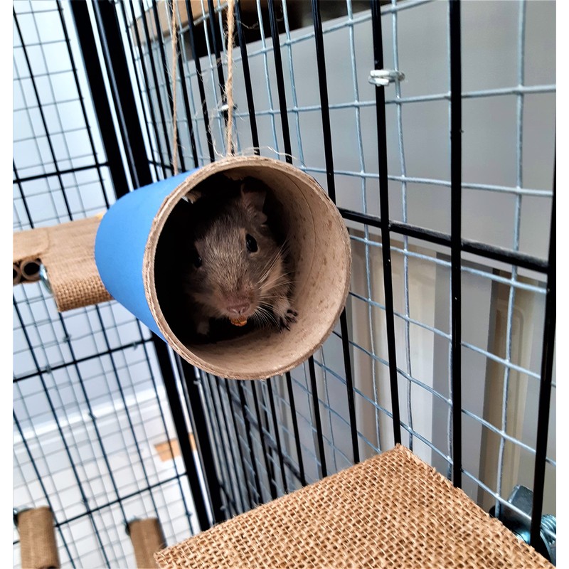 Chewchewbs Totally Degu 4 pack (Orange)