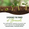50MG Sulforaphane Supplement from Broccoli Sprouts | NRF2 Activation, Cellular