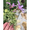 Unbranded RARE VARIEGATED COMPACT PELARGONIUM GERANIUM FRESH LIVE PLANT 3