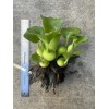 Bundle of 20 Water Hyacinth/Floating Pond Plants/Live Aquatic Plant