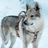 TSPRO Tactical Dog Harness with Handle and Quick Release Release,