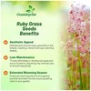 Outsidepride Rhynchelytrum Ruby Grass Seeds - 100 Pcs, Perennial Drought-Tolerant