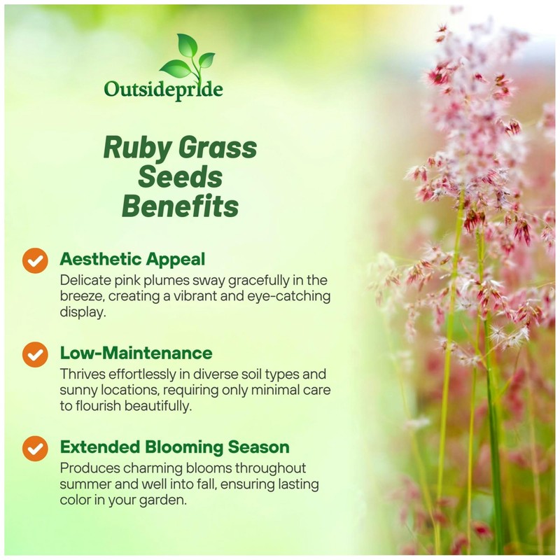 Outsidepride Rhynchelytrum Ruby Grass Seeds - 100 Pcs, Perennial Drought-Tolerant