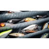 Rapala, Shad Rap Elite Fishing Tackle with Balsa Construction (Lead