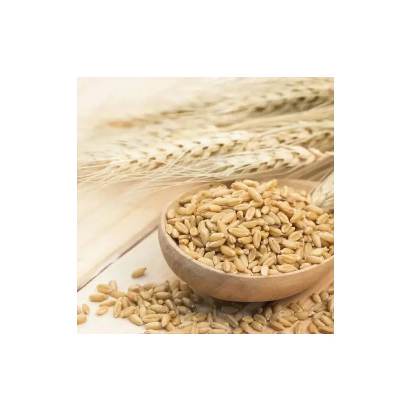 Cebada Perla Granos De Cebada 1kg