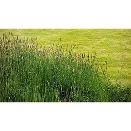 5 lb. Timothy (Climax) Grass Seed, Deer/Wildlife Food Plot Seed, Cover Crop, Hay Production