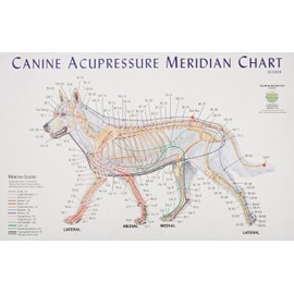 Canine Meridian Acupressure Chart
