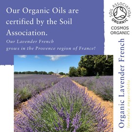 Absolute Aromas Organic Lavender Essential Oil 100ml - 100% Pure, Natural, Undiluted and Certified Organic