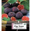 (F) FIG TREE Incense - Delectable fig with its earthy