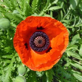 Oriental Poppy Seeds - Prince of Orange - Packet - Red Flower Seeds, Heirloom Seed, Open Pollinated Seed Attracts Bees, Attracts Butterflies, Attracts Pollinators, Easy to Grow & Maintain