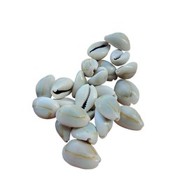 ccHuDE 100 Pcs Natural Cowrie Shells Beads Oval Beach Seashells African Shells for Hair Jewelry Making DIY Craft